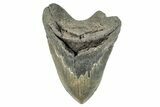 Serrated, Fossil Megalodon Tooth - Huge NC Meg #274756-1
